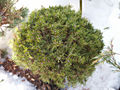 Pinus sylvestris Minima Kohout IMG_4075 Sosna pospolita